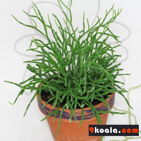 Rhipsalis cereuscula