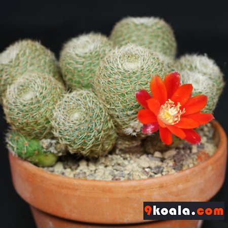 Rebutia heliosa var  cajasensis