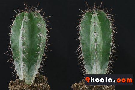 Polaskia chichipe
