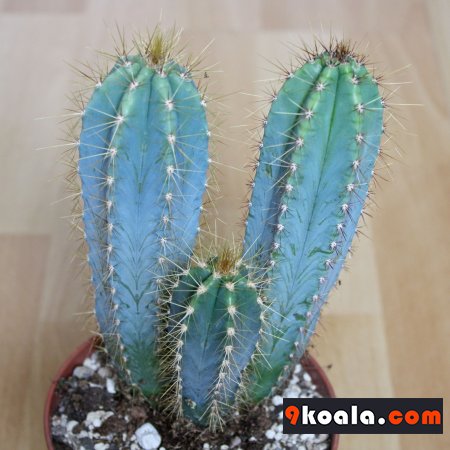 Pilosocereus pachycladus