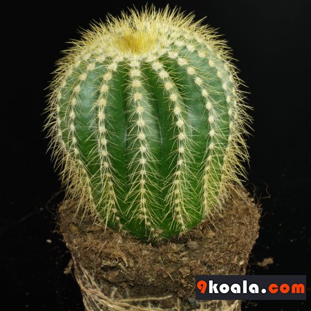 Parodia warasii