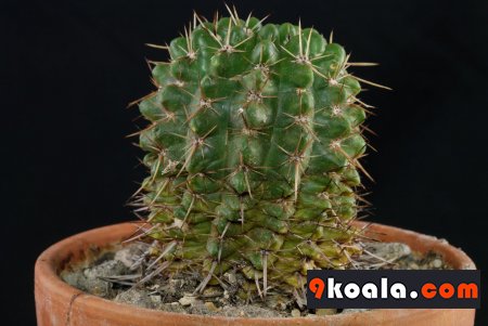 Parodia mammulosa ssp - submammulosa