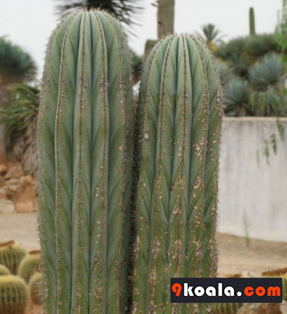 Pachycereus pringlei