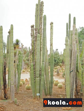 Pachycereus marginatus