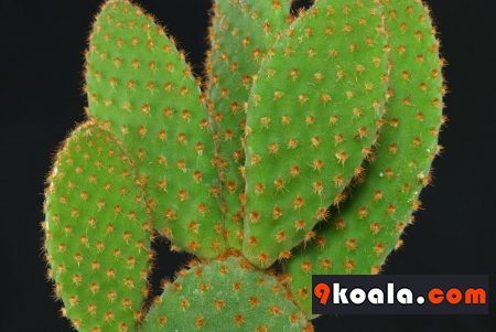 Opuntia microdasys - Rufida