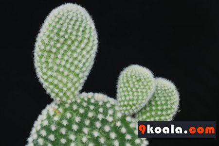 Opuntia microdasys - Albata