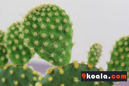 Opuntia microdasys