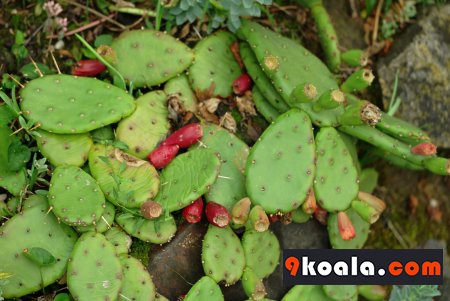 Opuntia humifusa