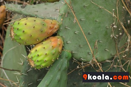 Opuntia ficus-indica