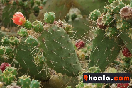 Opuntia elatior