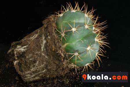 Melocactus bahiensis