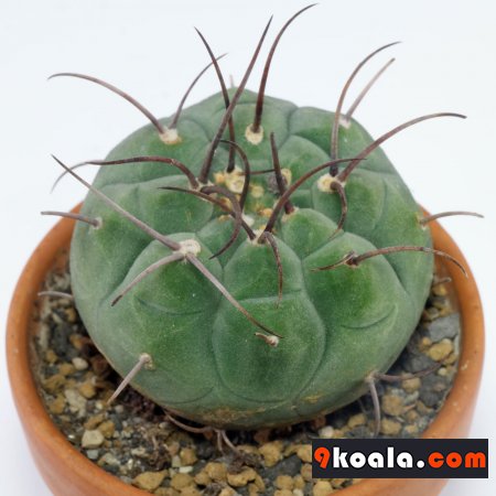 Matucana madisoniorum