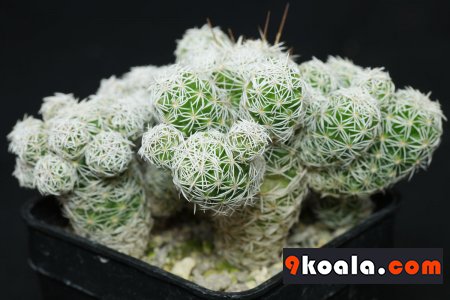 Mammillaria vetula ssp. gracilis