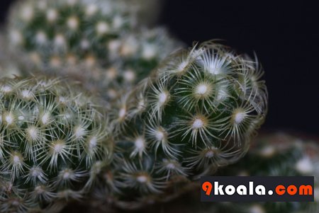 Mammillaria elongata - Cristata