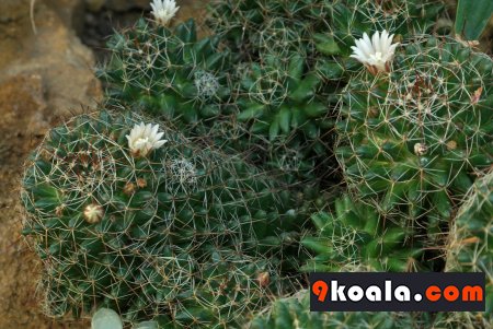 Mammillaria decipiens