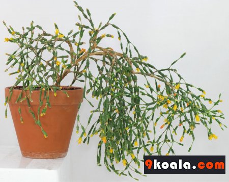 Hatiora salicornioides