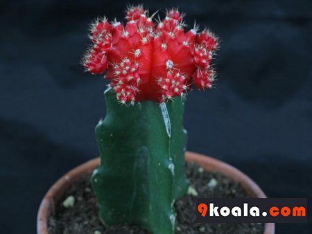 Gymnocalycium mihanovichii