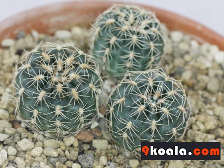 Gymnocalycium bruchii