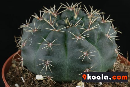 Gymnocalycium baldianum