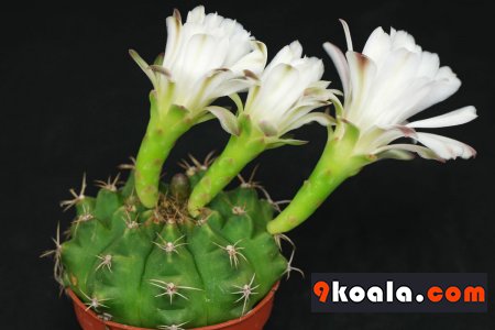 Gymnocalycium anisitsii ssp. anisitsii