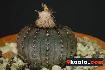 Frailea asterioides