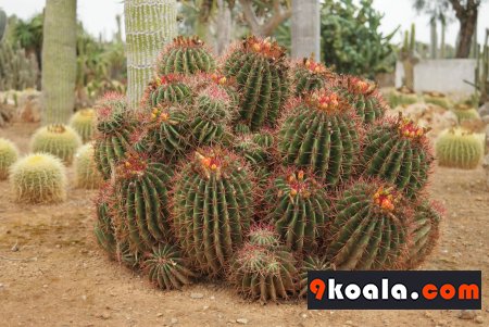 Ferocactus pilosus
