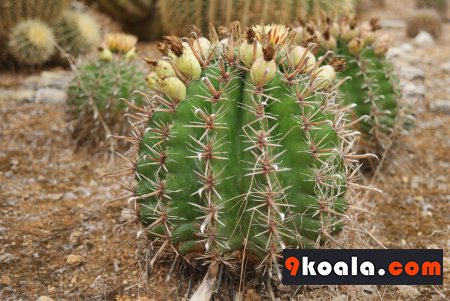Ferocactus peninsulae