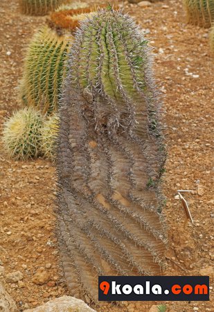 Ferocactus latispinus ssp  spiralis