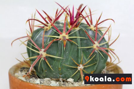 Ferocactus latispinus