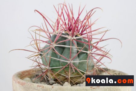 Ferocactus gracilis