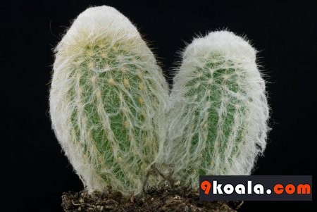 Espostoa melanostele
