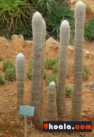 Espostoa lanata