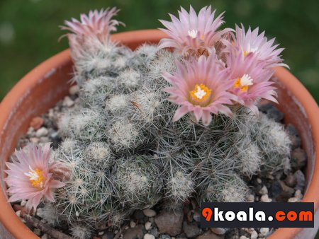 Escobaria sneedii