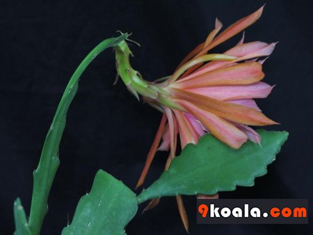 Epiphyllum - Tantico