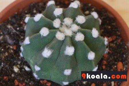 Echinopsis subdenudata
