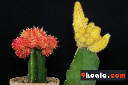 Echinopsis chamaecereus - Lutea