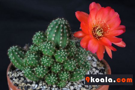 Echinopsis chamaecereus