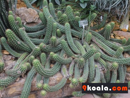 Echinopsis candicans - How to care