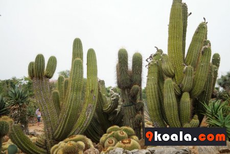Echinopsis atacamensis