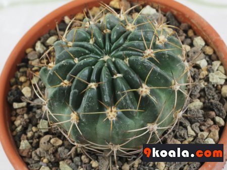 Echinopsis ancistrophora ssp. cardenasiana