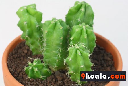 Echinocereus viereckii ssp. morricalii