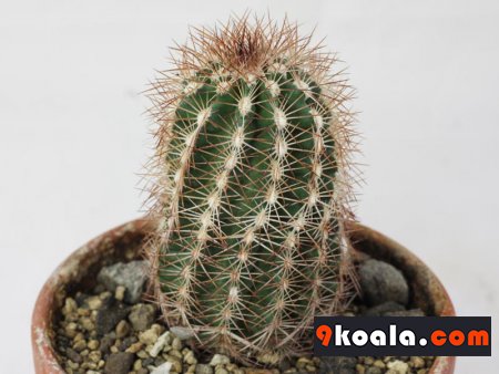 Echinocereus reichenbachii ssp  baileyi