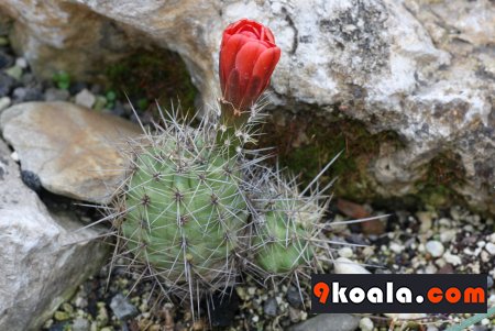 Echinocereus coccineus