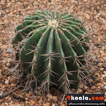 Echinocactus platyacanthus