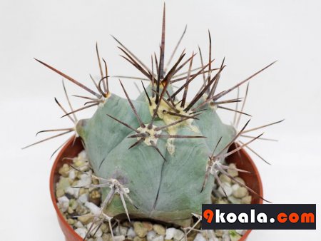 Echinocactus platyacanthus - (Giant Barrel Cactus)