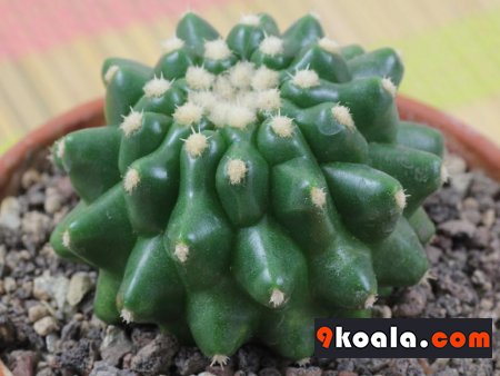 Echinocactus grusonii “kurzdornig”