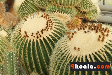 Echinocactus grusonii