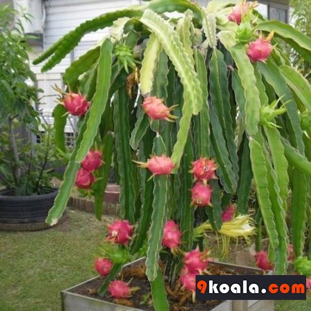Dragon Fruit