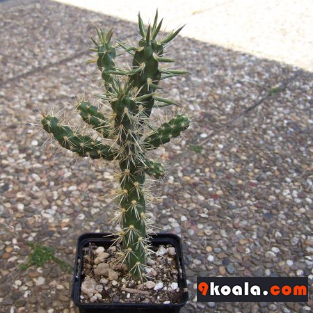 Cylindropuntia imbricata