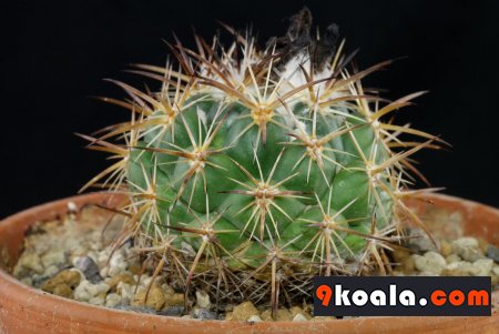 Coryphantha pycnacantha